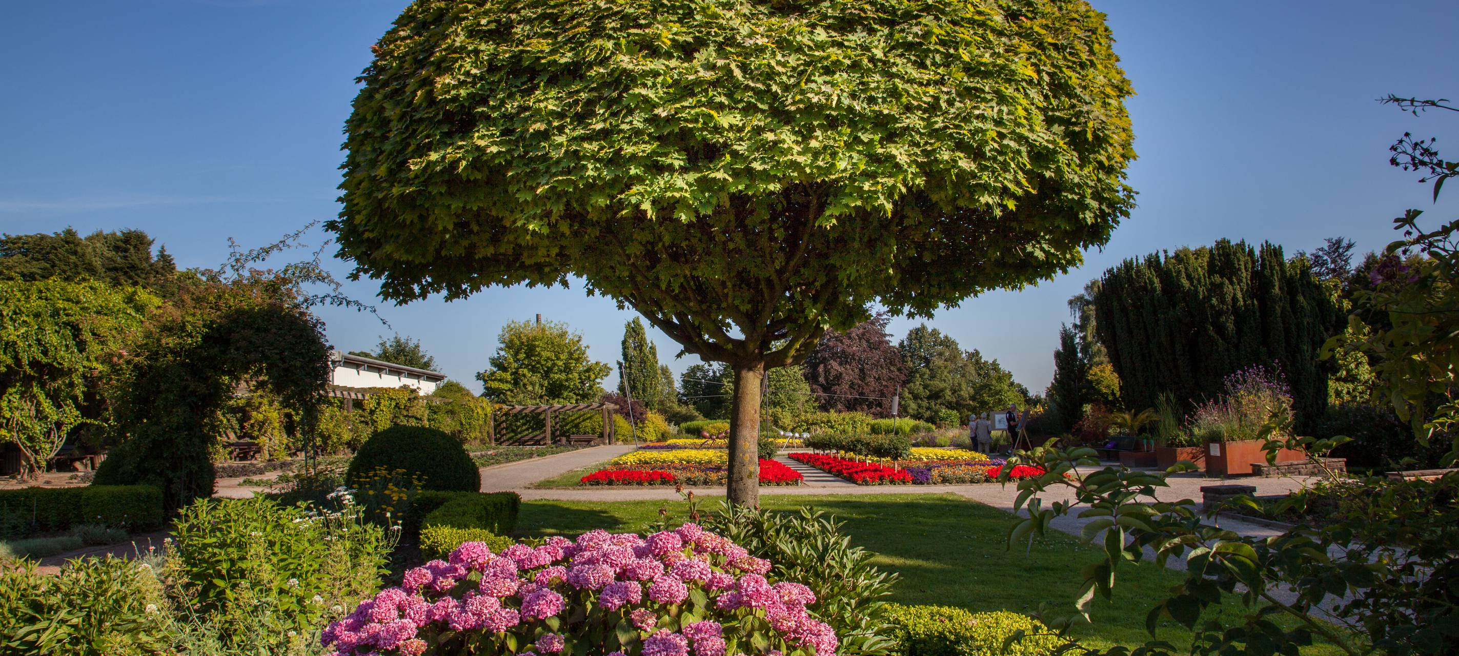 Kreis Kleve: 1.000-Bäume-Programm neu aufgelegt