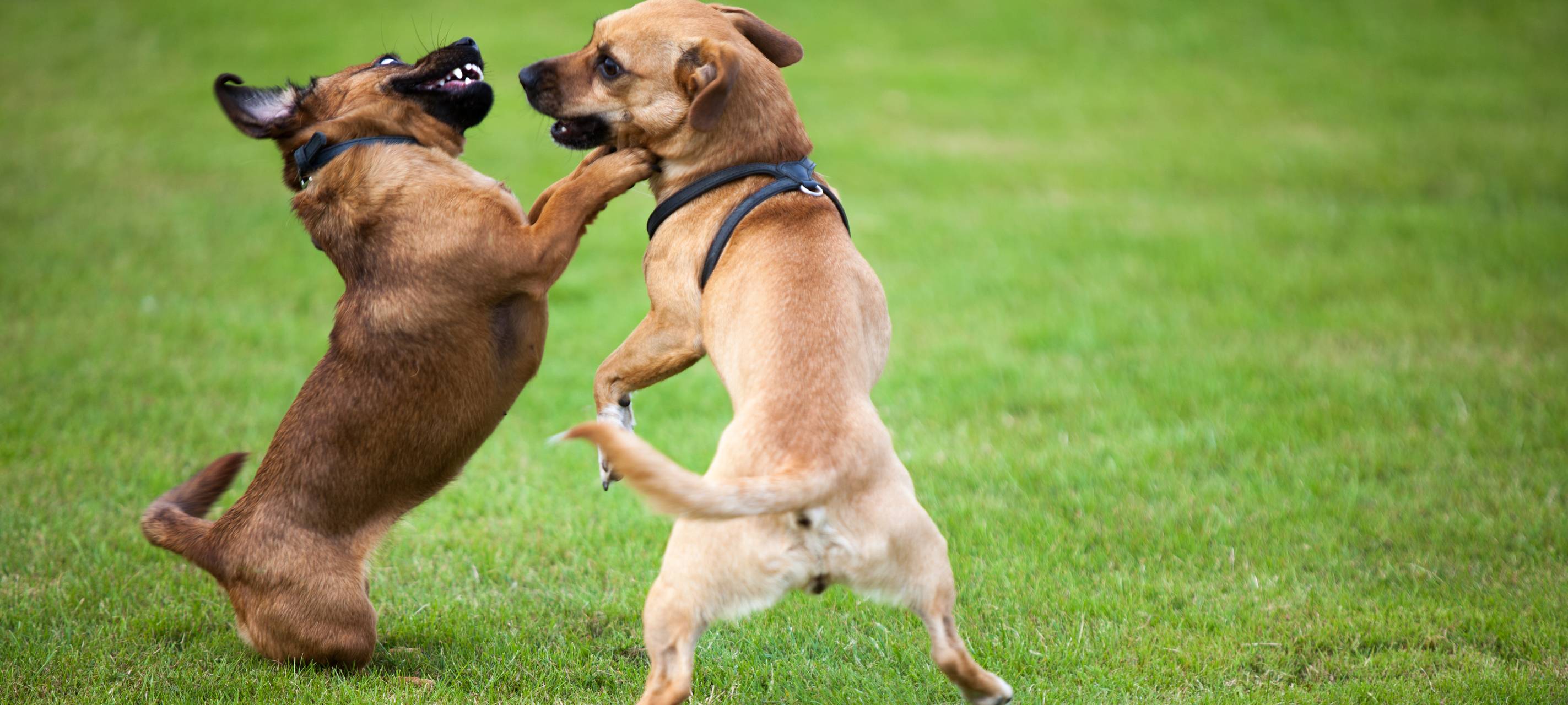 Niederrhein: Tierheime rufen zum Welttierschutztag um Hilfe