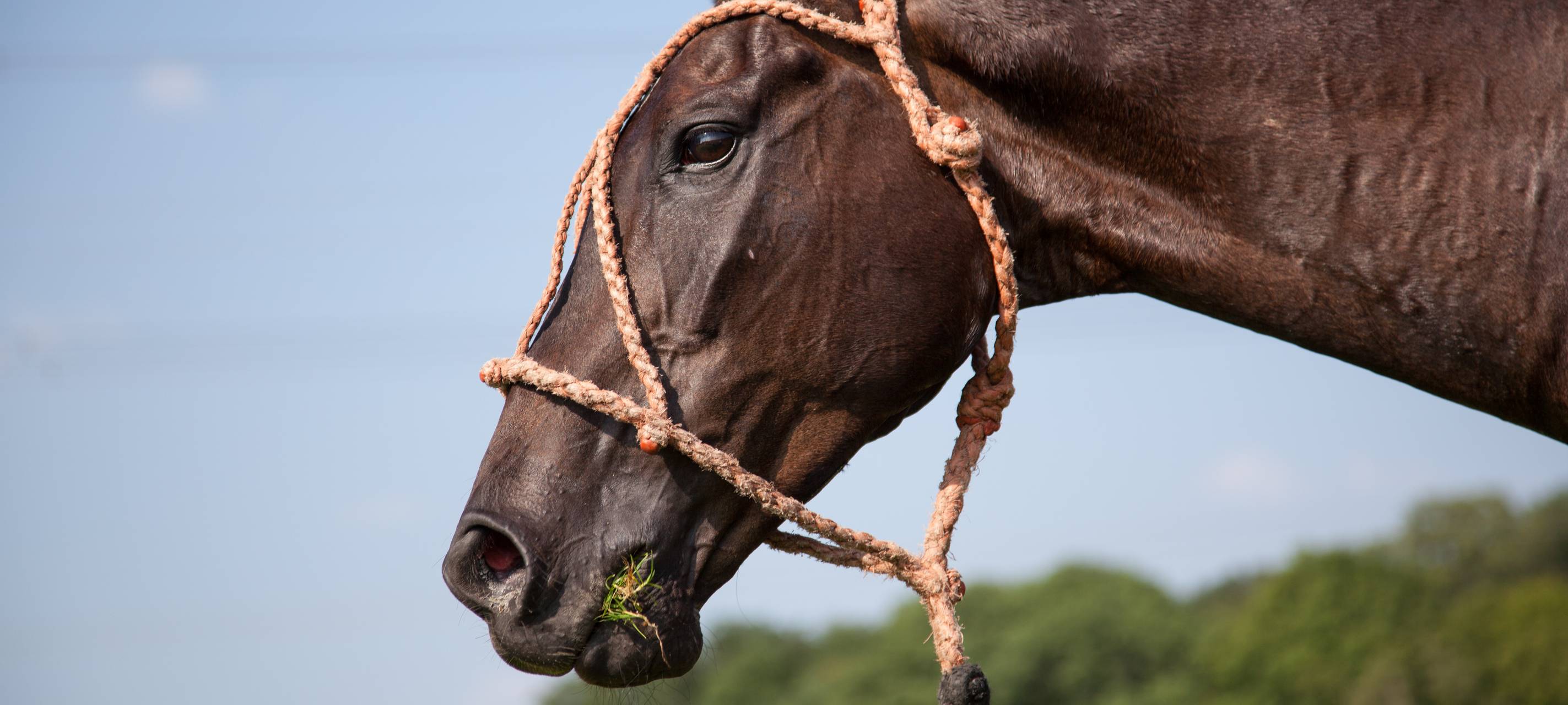 NRW/Niederrhein: Tierhalter müssen Jahresmeldung abgeben
