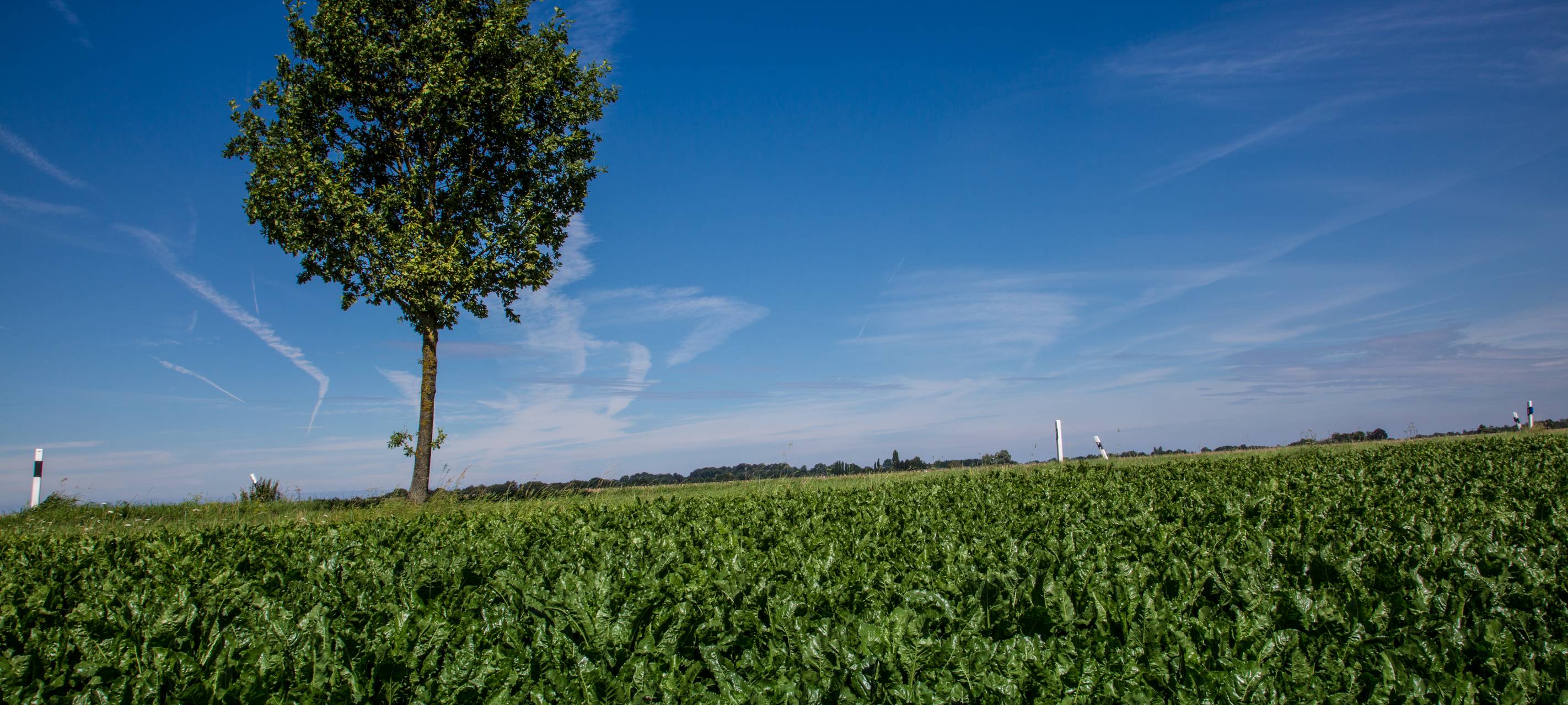 Kleve: Stadt sicht den schönsten Baum