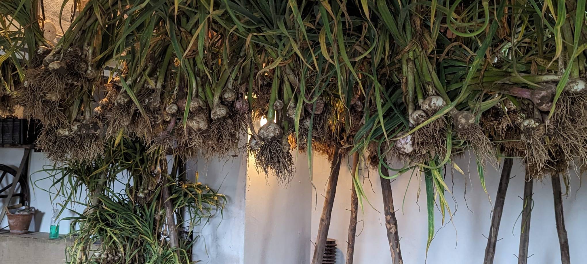 Knoblauch vom Niederrhein