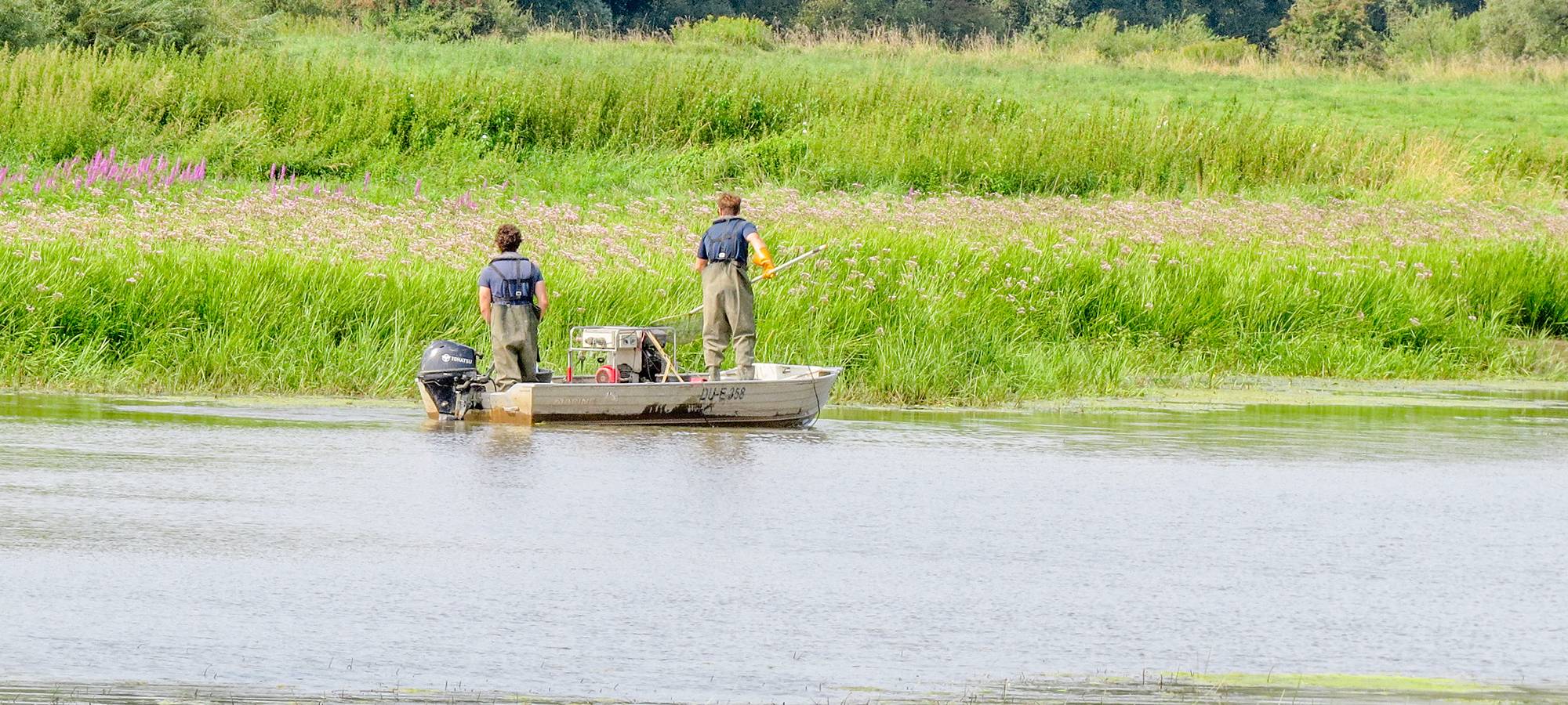 Emmerich: Fischzählung und Totholz-Projekte zeigen Erfolge