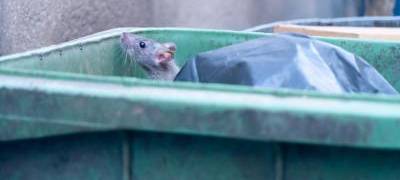 Kleve: Erhöhter Rattenbefall - Stadt bittet um Meldungen