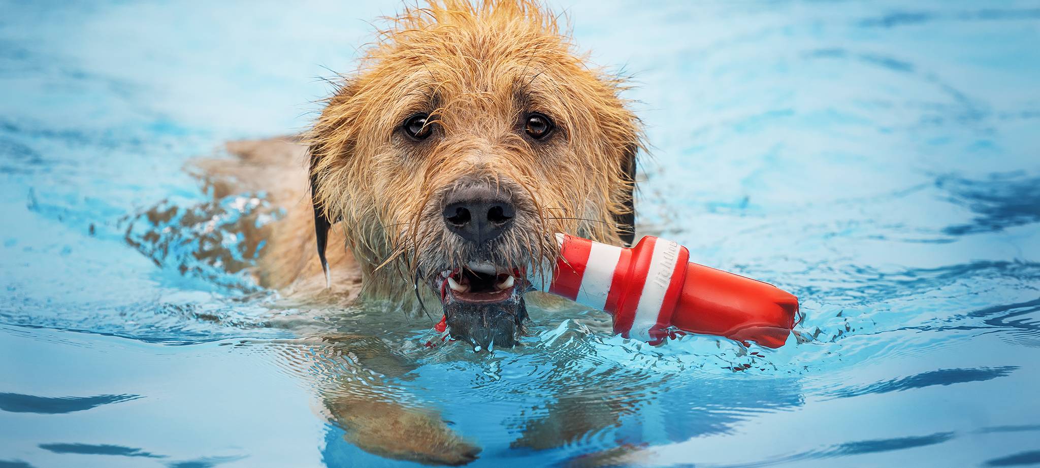 Hunde-Schimmen zum Abschluss der Freibad-Saison