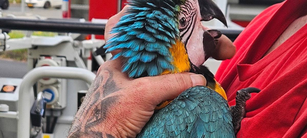 Kleve: Papagei Sissi ausgebüxt - Feuerwehreinsatz