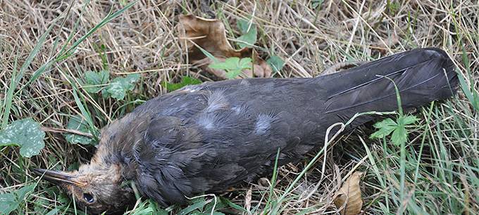 Niederrhein: Amselsterben hält sich in Grenzen