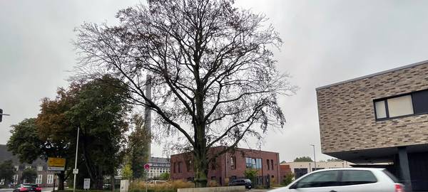 Emmerich: Blutbuche an Rettungswache muss gefällt werden