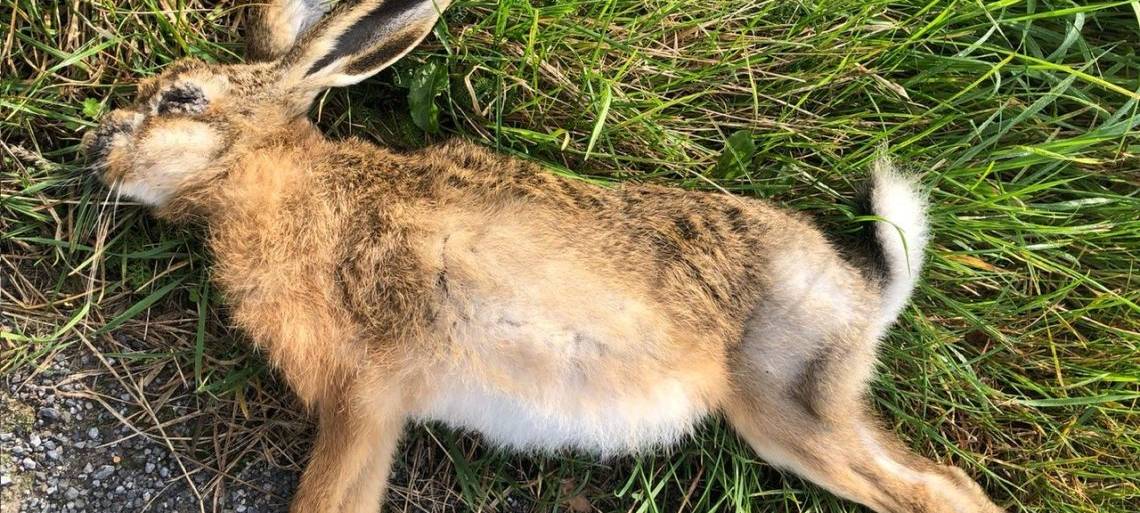 Euregio/Niederrhein: Myxomatose grassiert