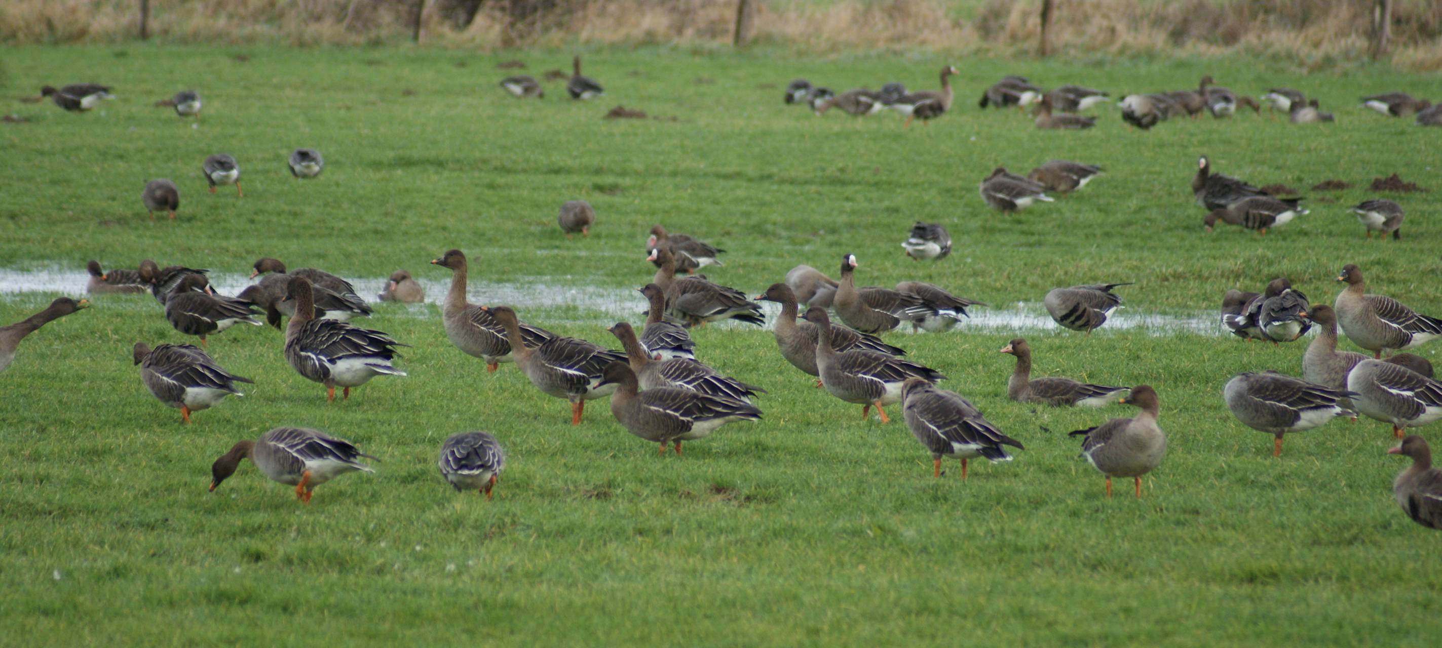 Niederrhein: Nachweis von Geflügelpest bei einem Wildvogel