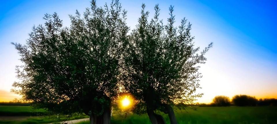 Kreis Kleve: Kein Geld mehr für Kopfweidenpflege