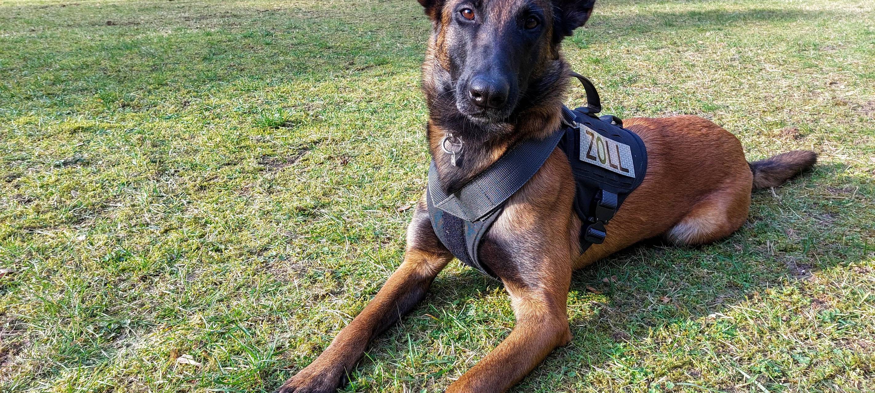 Emmerich: Zoll stellt 10 Kilo Kokain sicher