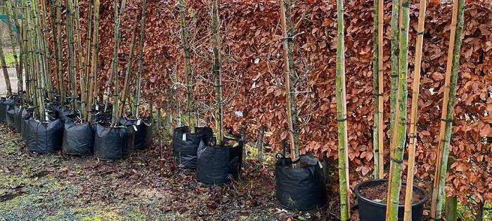 Kevelaer: Stadt streicht kostenlose Laub- und Obstbäume