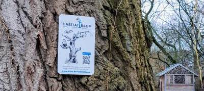 Kleve: Bergahorn mutwillig beschädigt