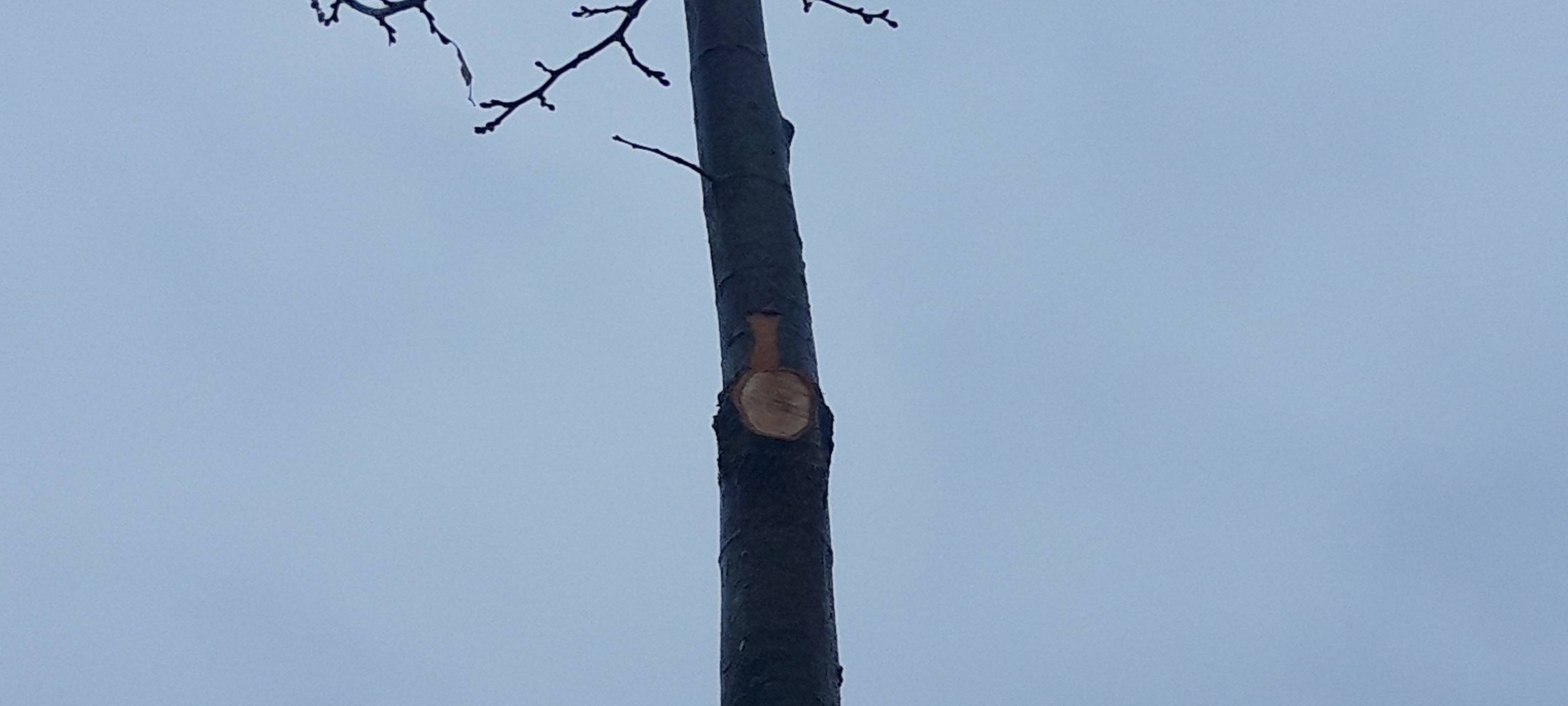 Kranenburg: Polizei sucht Zeugen für Baum-Sachbeschädigung