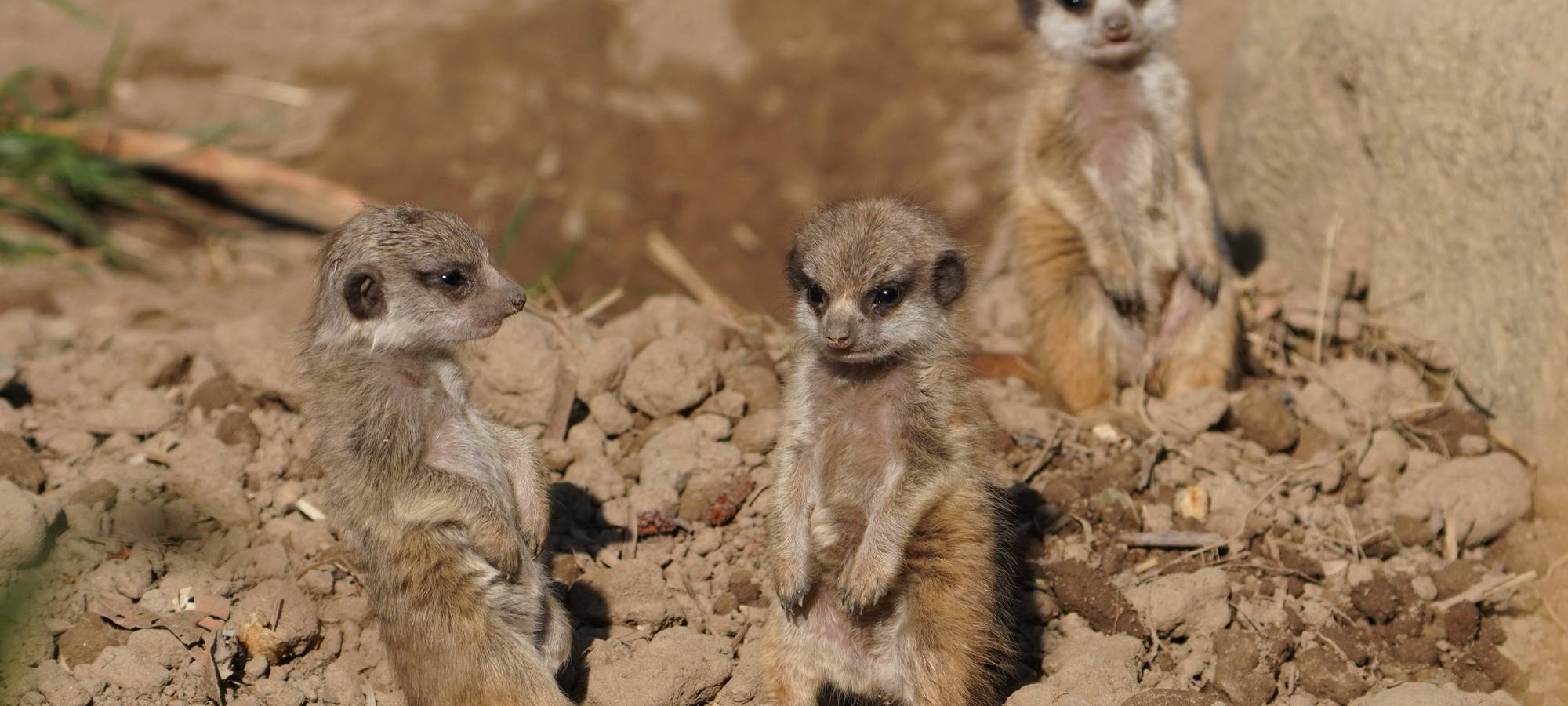 Nachwuchs und neue Angebote im Klever Tiergarten