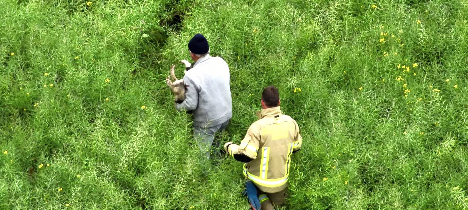 Kleve: Geschwächter Hund aus Rapsfeld gerettet