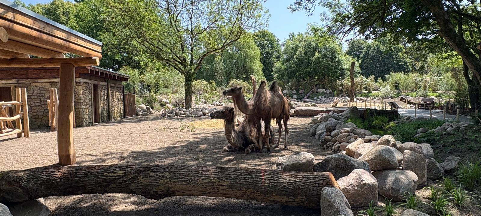 Klever Tiergarten eröffnet neue Trampeltieranlage