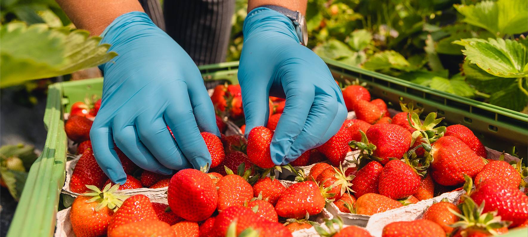 Niederrhein: Faire Löhne für Erntehelfer