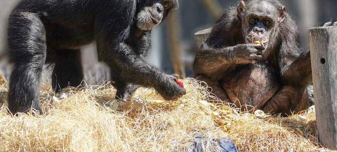 Niederrhein: Krefelder Zoo eröffnet neues Affenhaus
