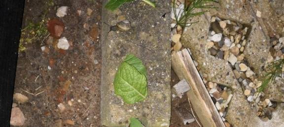 Vorsicht beim Laufen - Schnecken sind unterwegs!