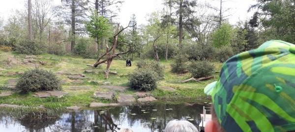 Selten ist man den Affen so nah...