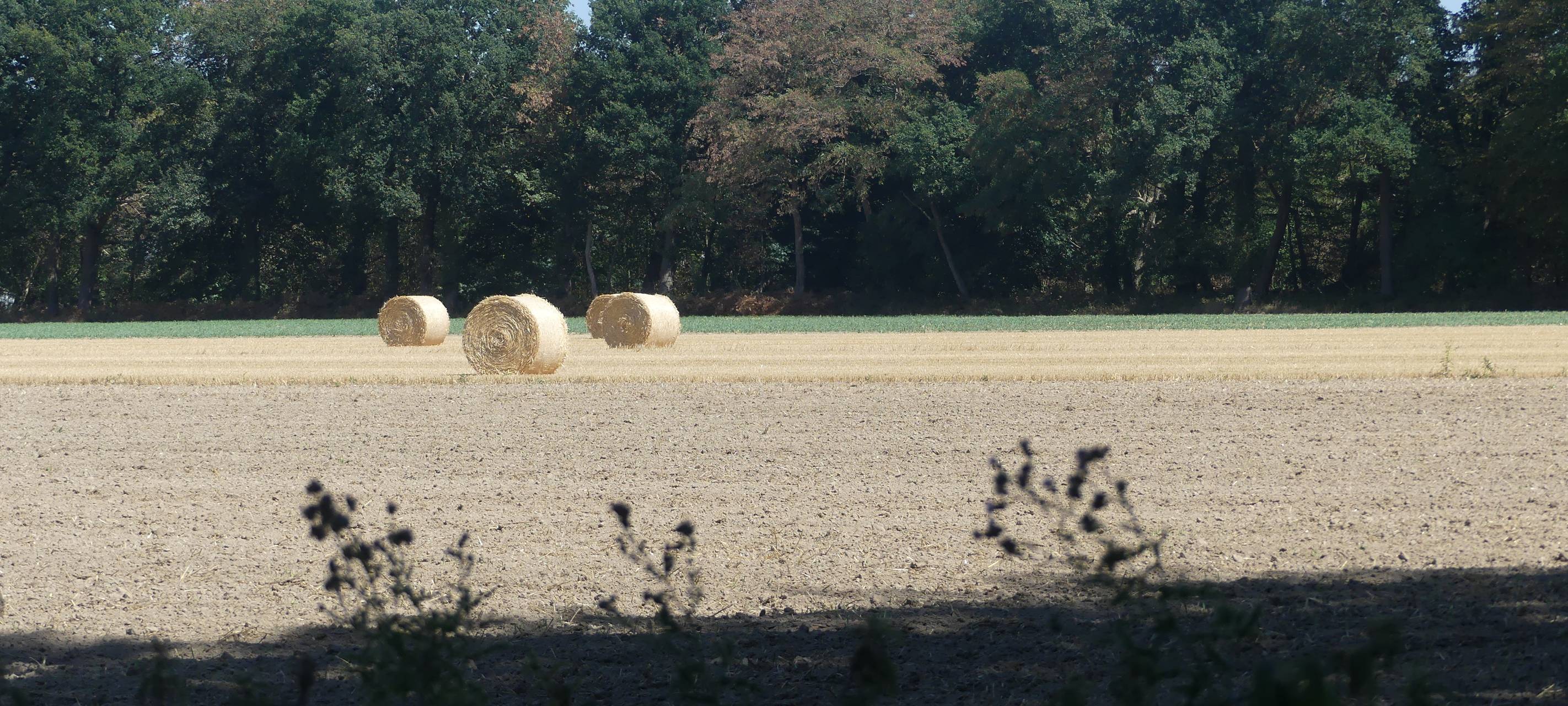 NRW/Niederrhein: Keine Hilfen für Milchviehhöfe nach Dürresommer