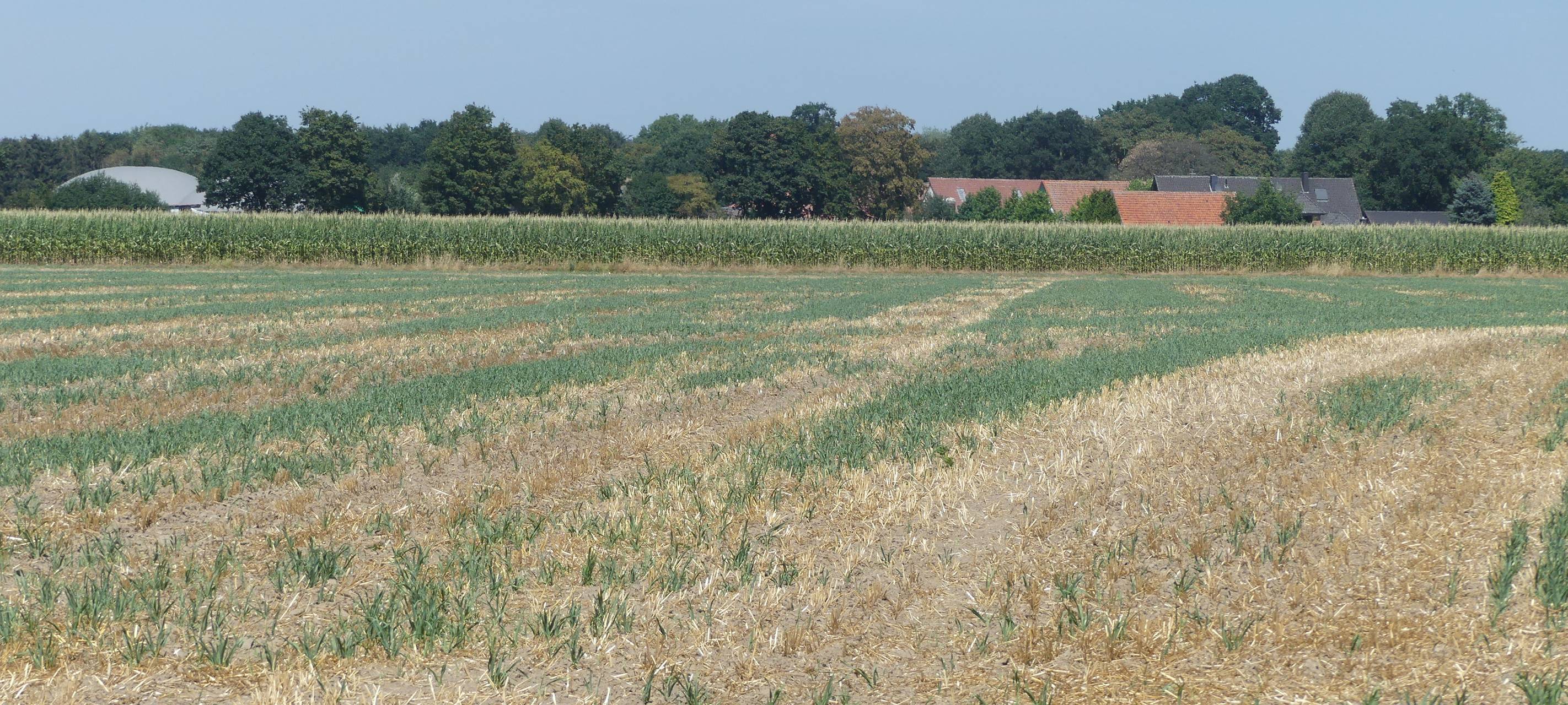 Niederrhein: Trockenheit ist mittlere Katastrophe für die Landwirtschaft