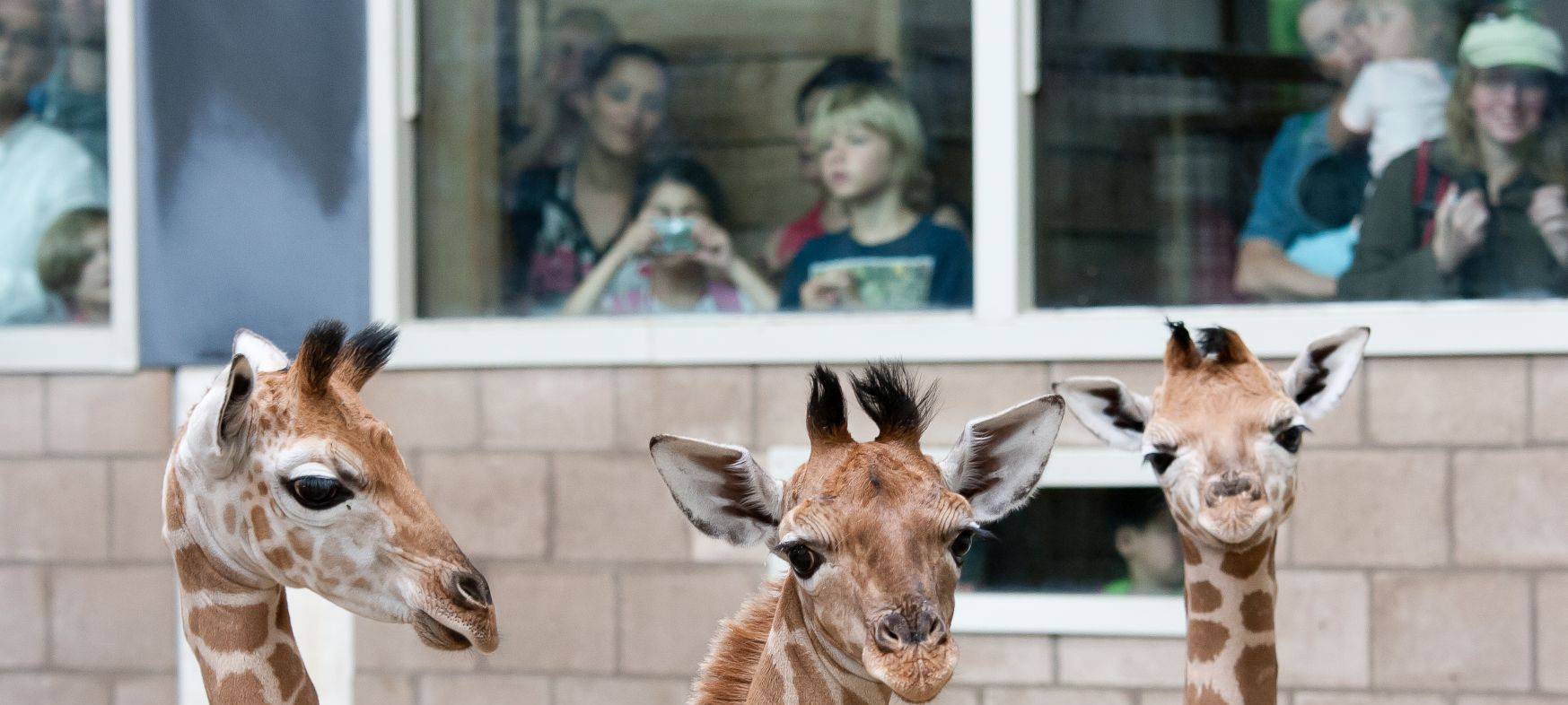 Arnheim: Burgers’ Zoo öffnet am 19. Mai wieder