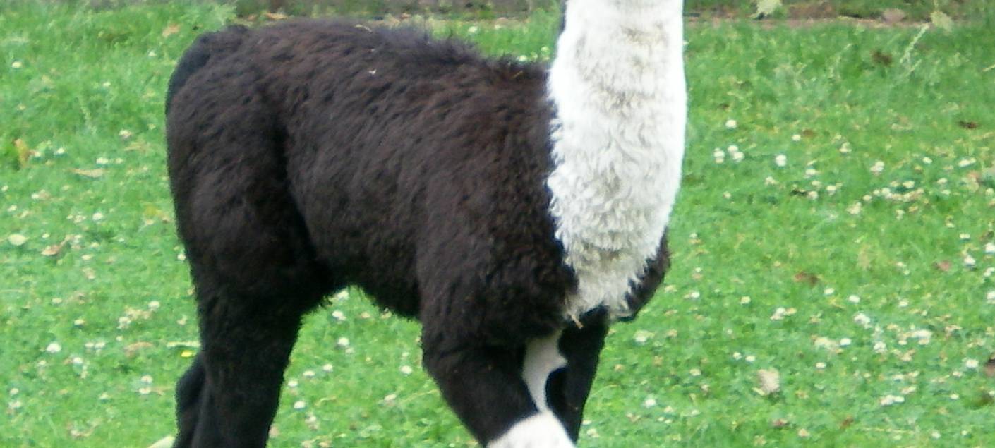 Weeze: 15.000 Euro für Tierpark