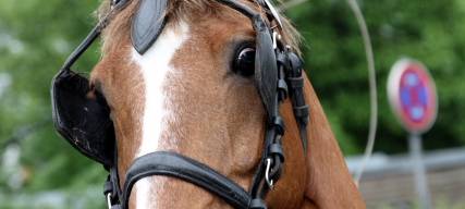 Niederrhein: Peta fordert Verbot von Pferdekutschenfahrten