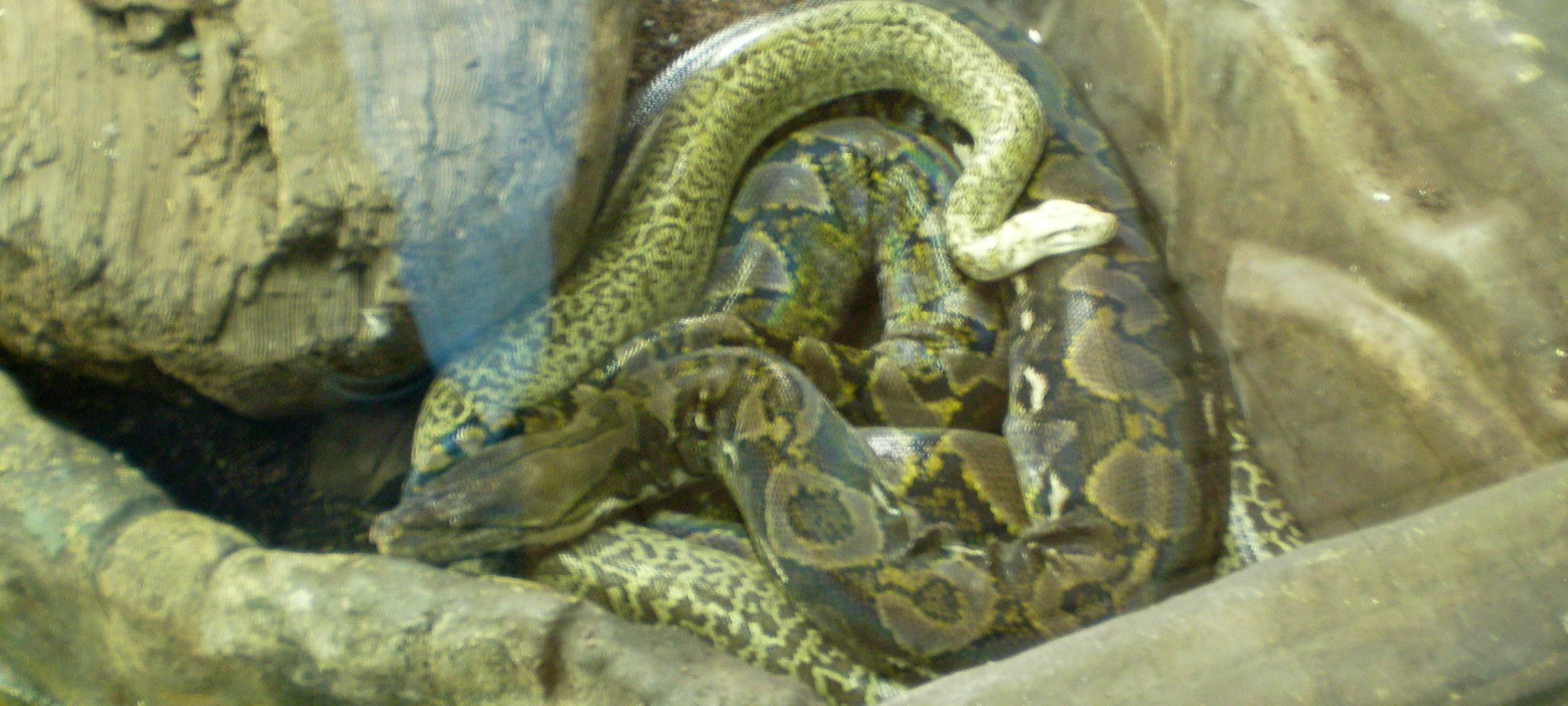 Emmerich: Schlangenfund in Hüthum