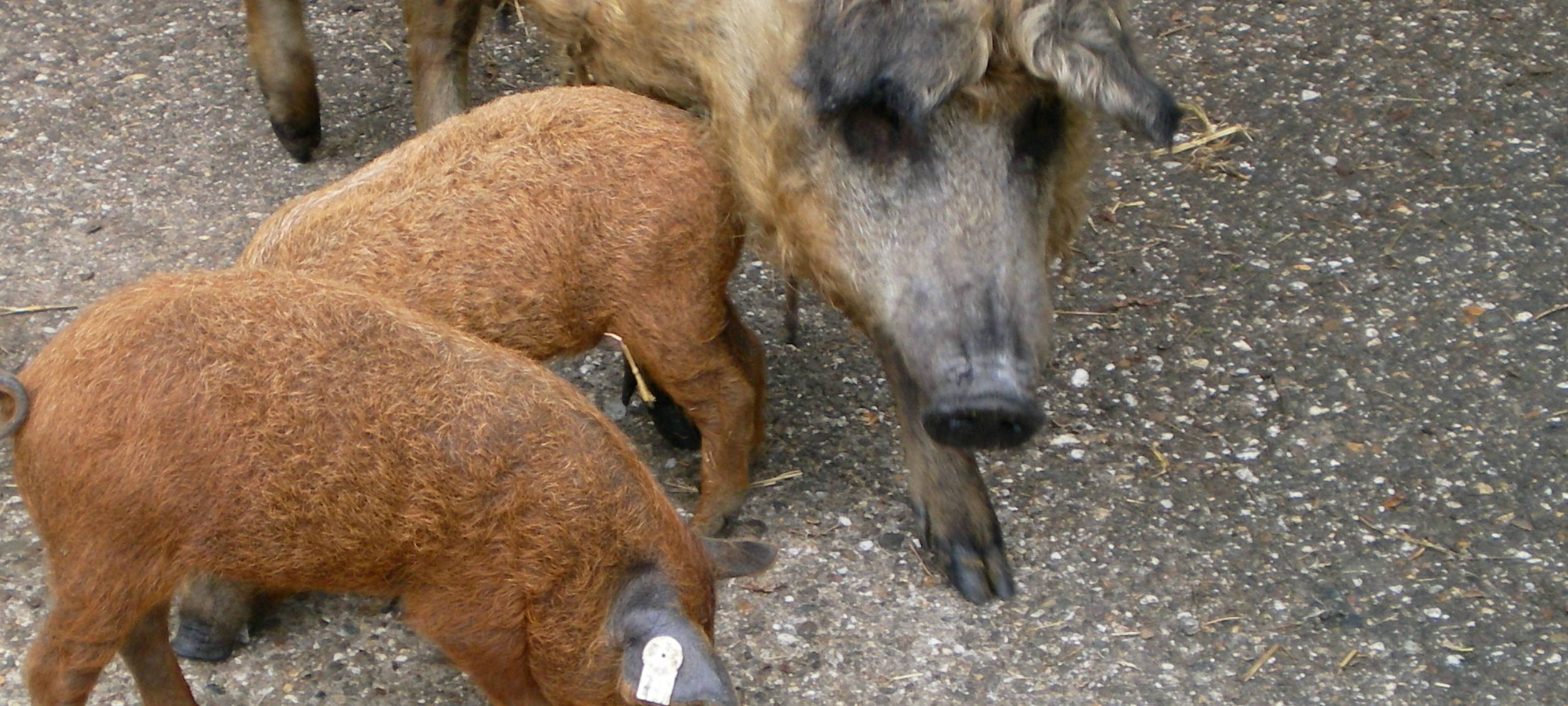 NRW/Niederrhein: Jagdzahlen steigen - Mehr Abschüsse zum Schutz