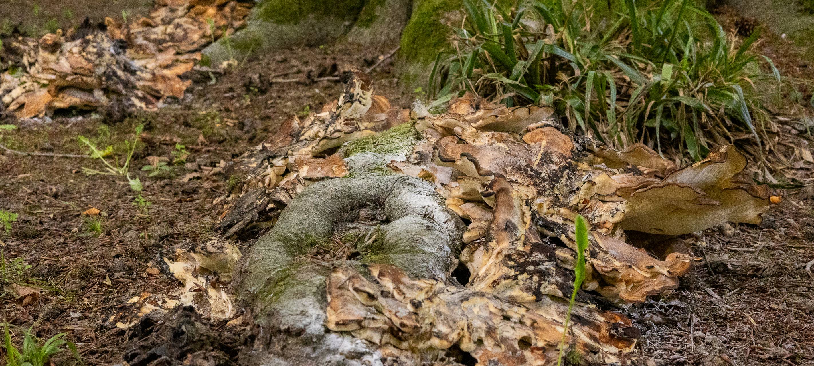 Kleve: Rotbuche im Forstgarten wird gefällt
