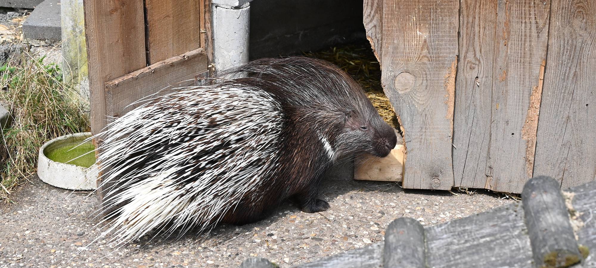 Kleve:Tiergarten startet Crowdfunding für Stachelschweinanlage