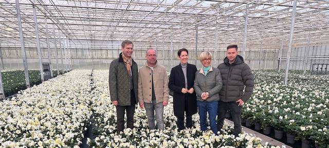 Gärnerei Viehweg in Issum-Sevelen züchtet 400.000 Christrosen im Jahr