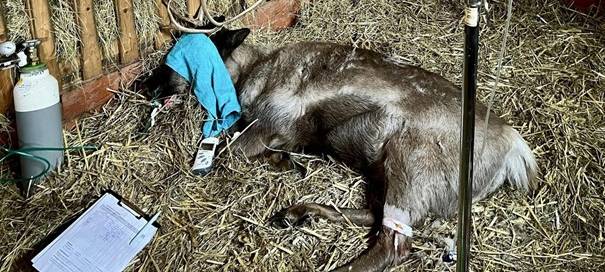 Klever Tiergarten bangt um zwei Rentiere