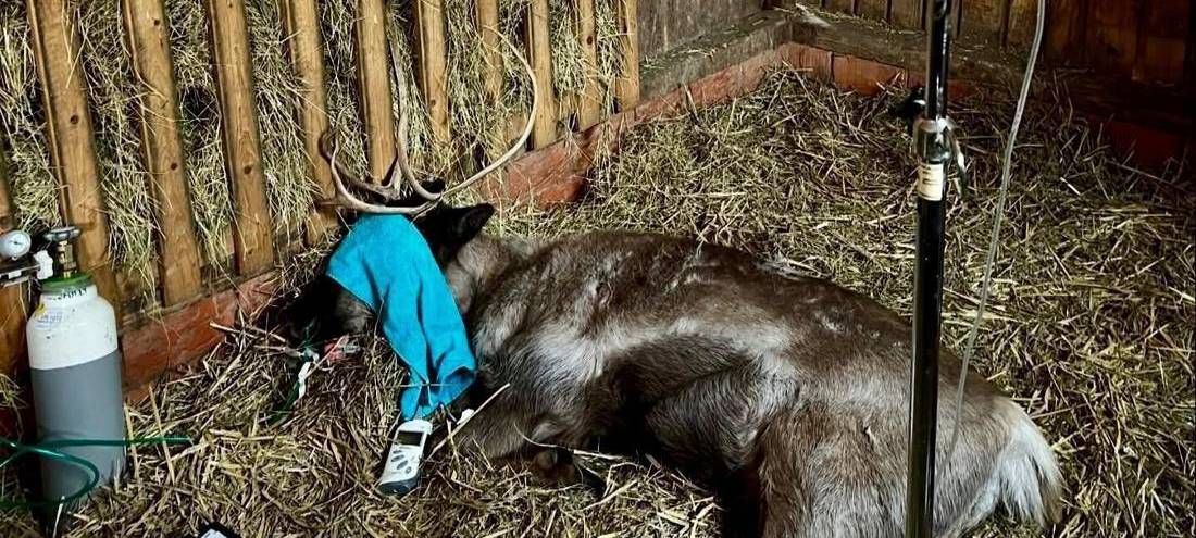 Rentier Yennefer ist leider verstorben