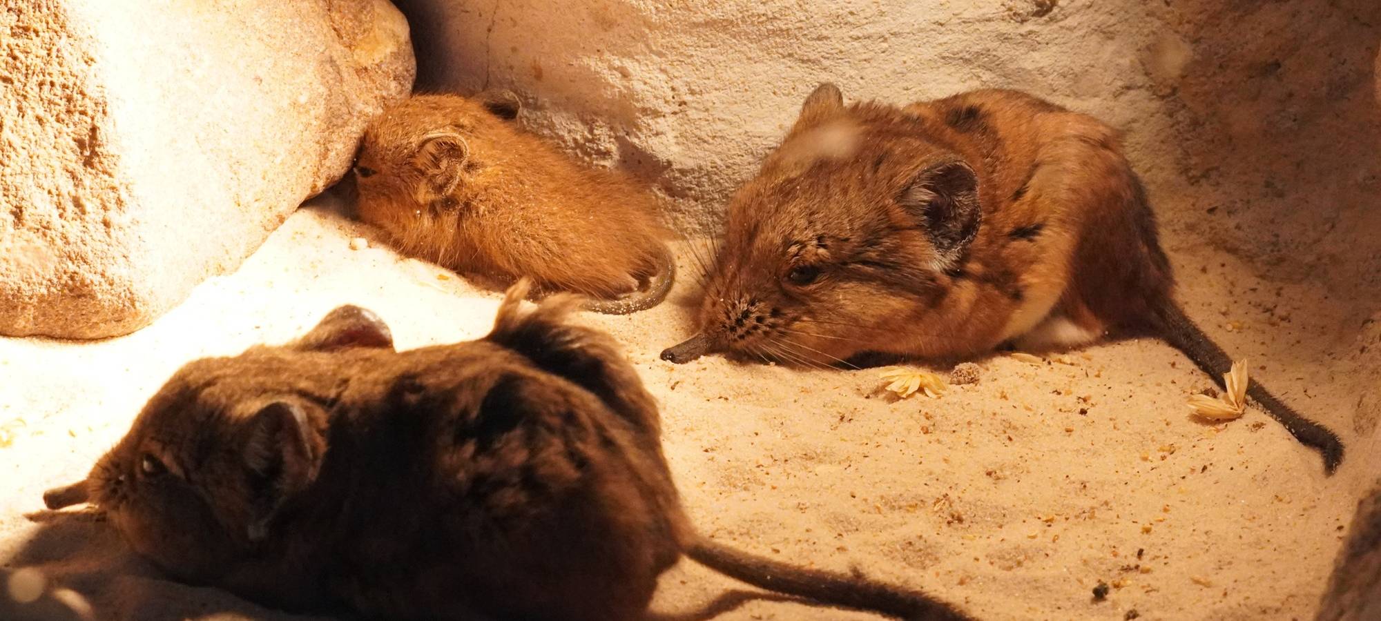 Kleve: Erster tierischer Nachwuchs im Tiergarten