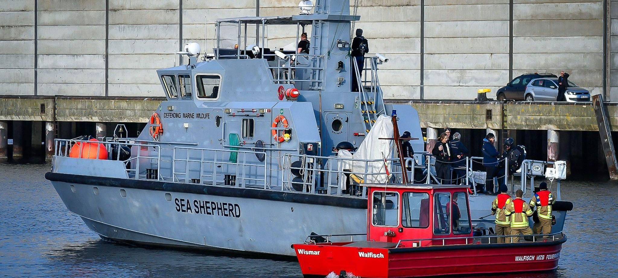 Ein Wal im Wismarer Hafen