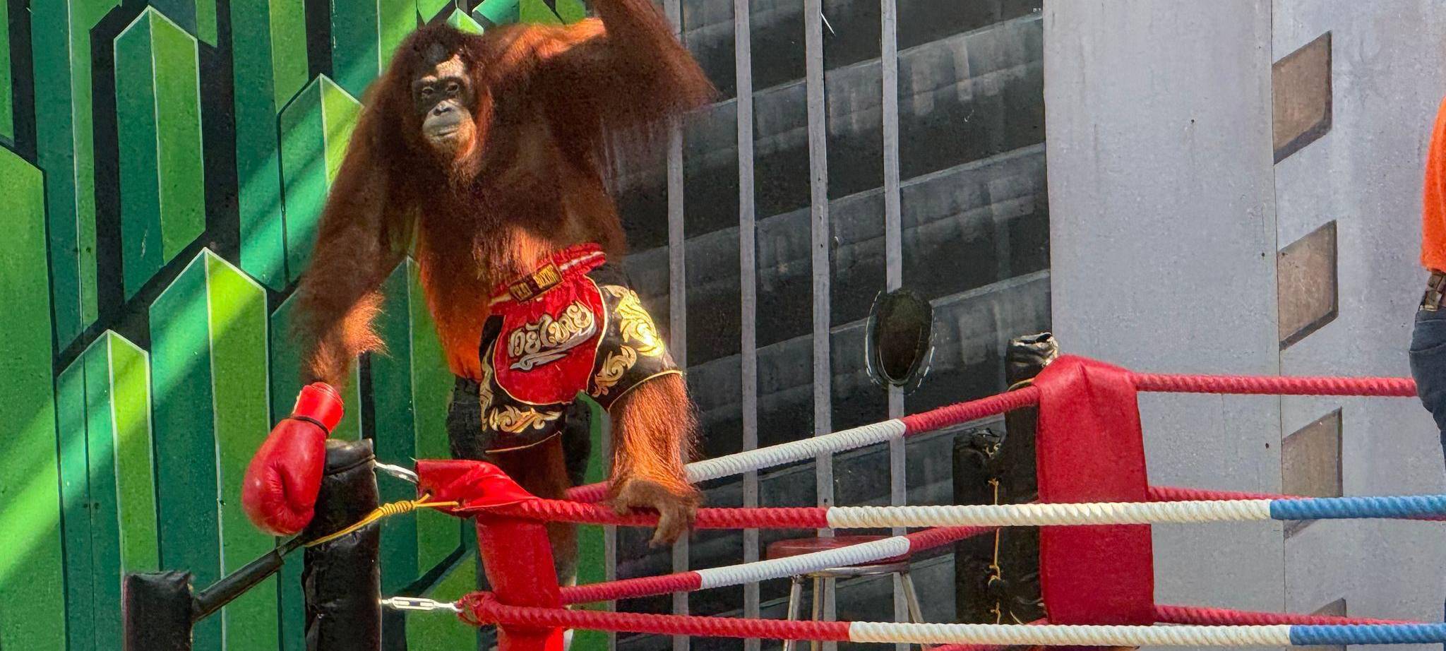 Orang-Utans als Touristenattraktion in Thailand