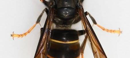 Kreis Kleve: Meldeportal für Asiatische Hornisse eingerichtet