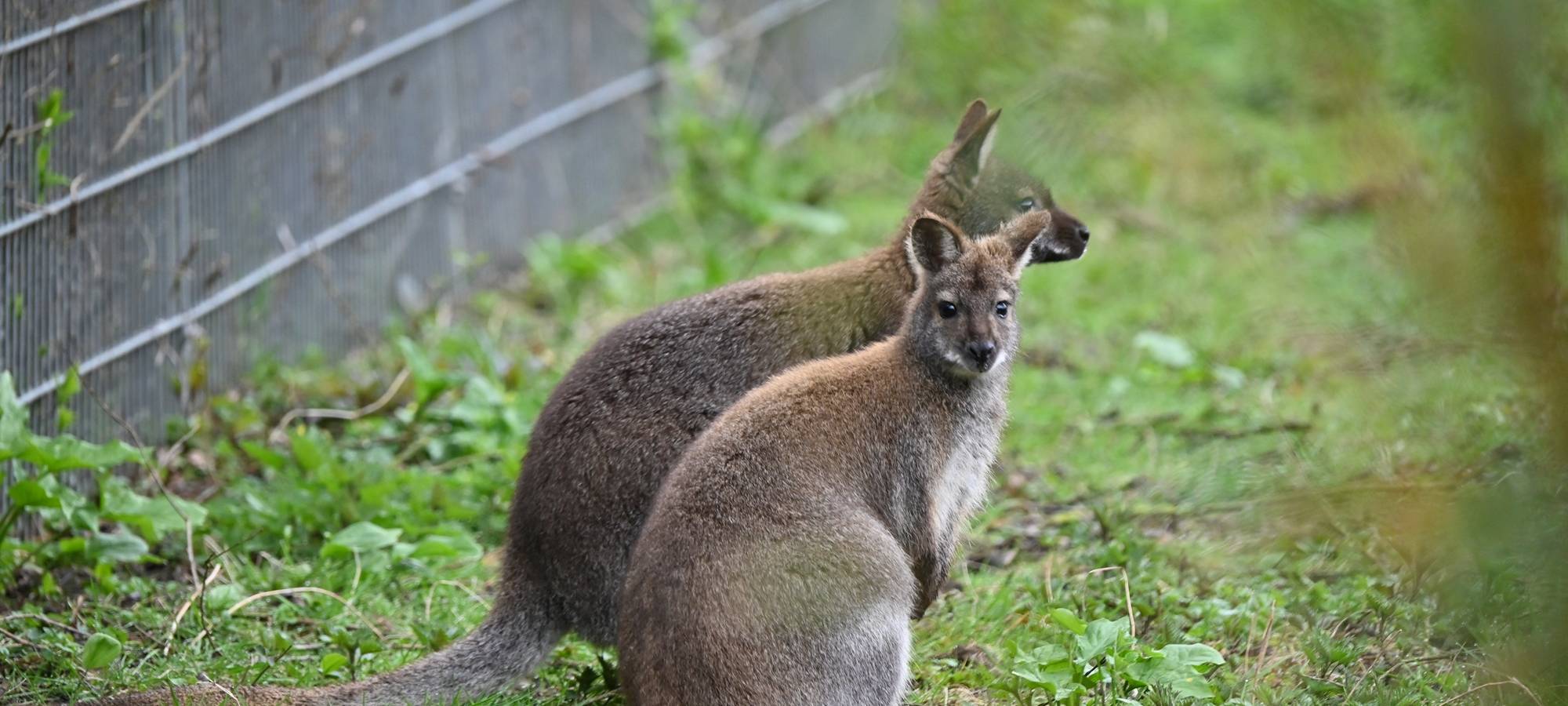 Kleve: Tiergarten eröffnet australisches Outback