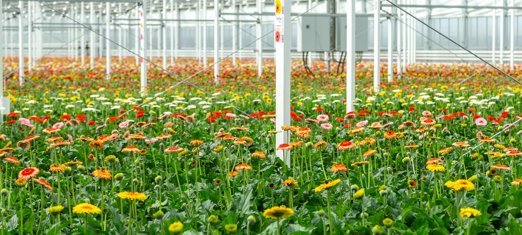 Gärtner vom Niederrhein drohen einzugehen wie eine Primel