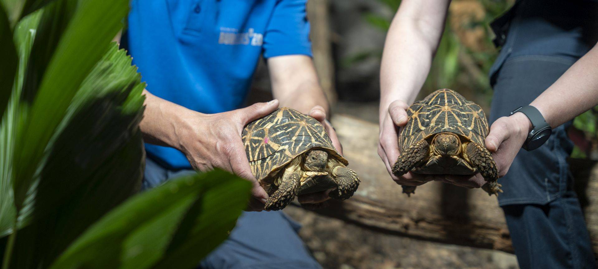 Euregio: Burger´s Zoo nimmt Schildkröten auf
