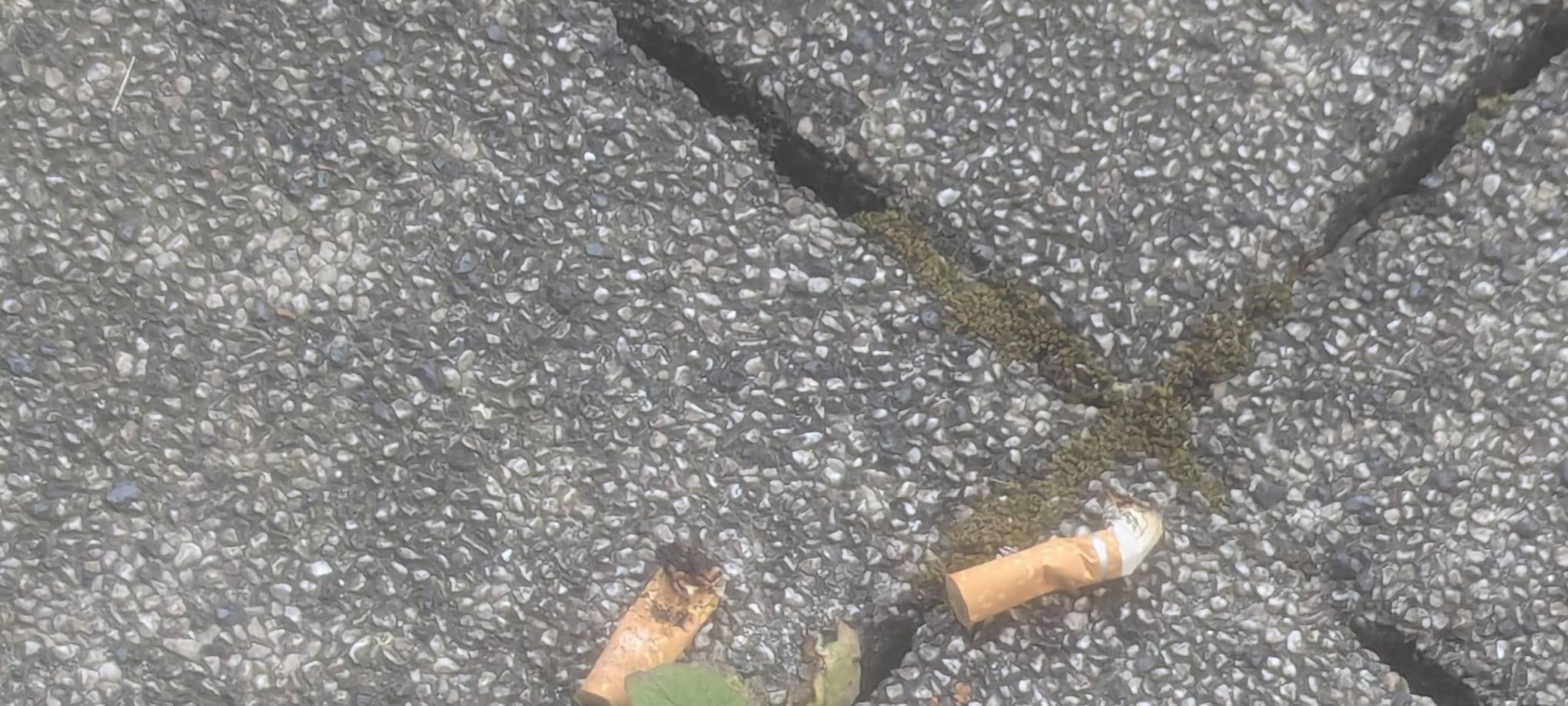 Kreis Kleve: Rhine cleanup ruft zu "Kippenwochen" auf