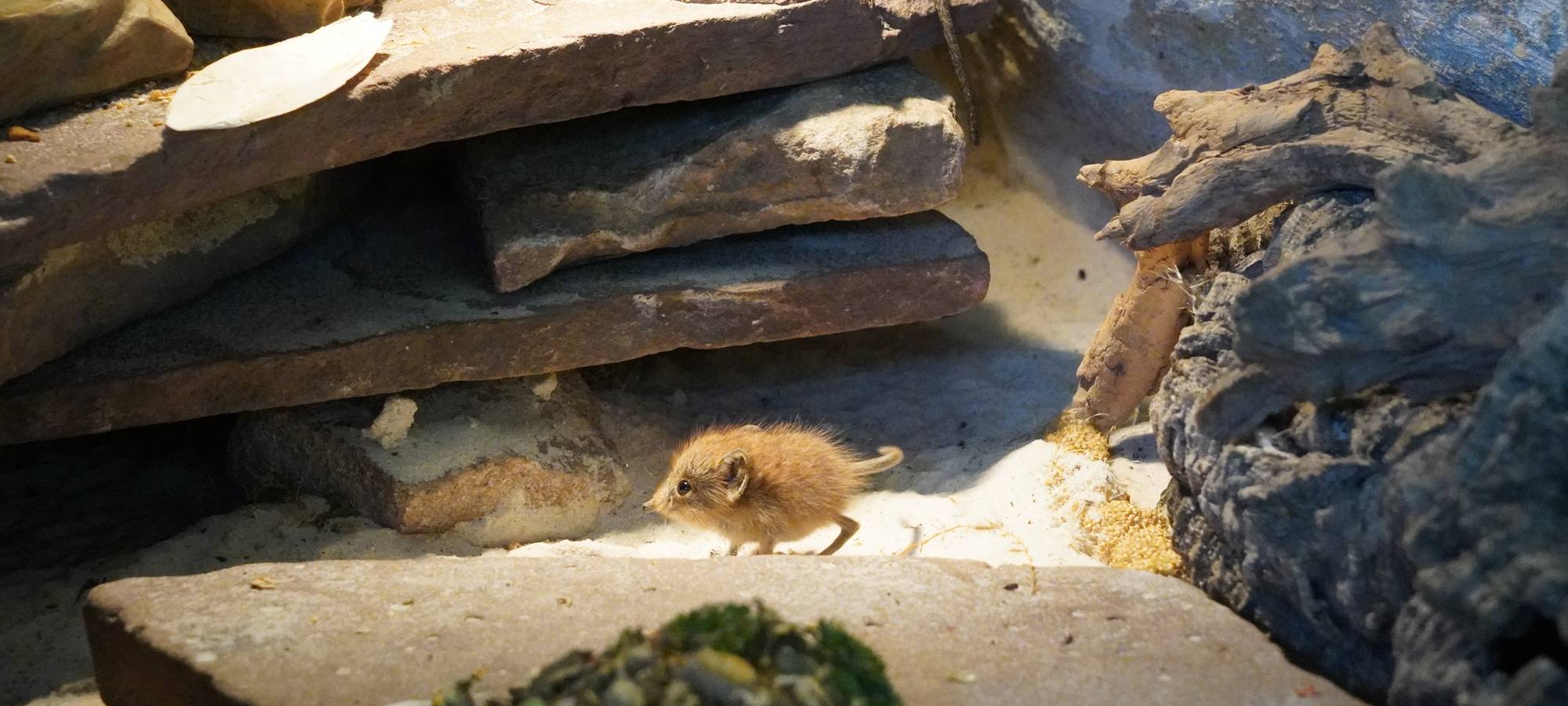 Kleve: Rüsselspringernachwuchs im Tiergarten