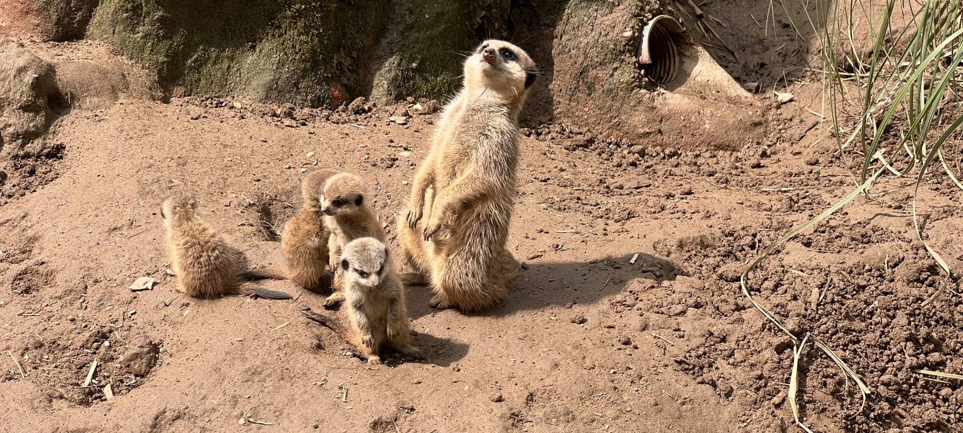 Junge Erdmännchen im Klever Tiergarten