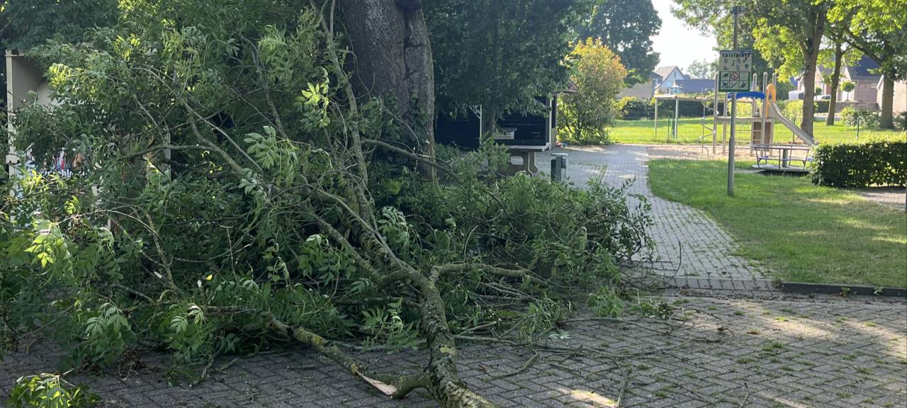 Emmerich: Stadt warnt vor Astbrüchen durch Hitze