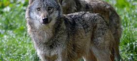 Niederrhein: LANUV bestätigt erneute Wolfsattacken