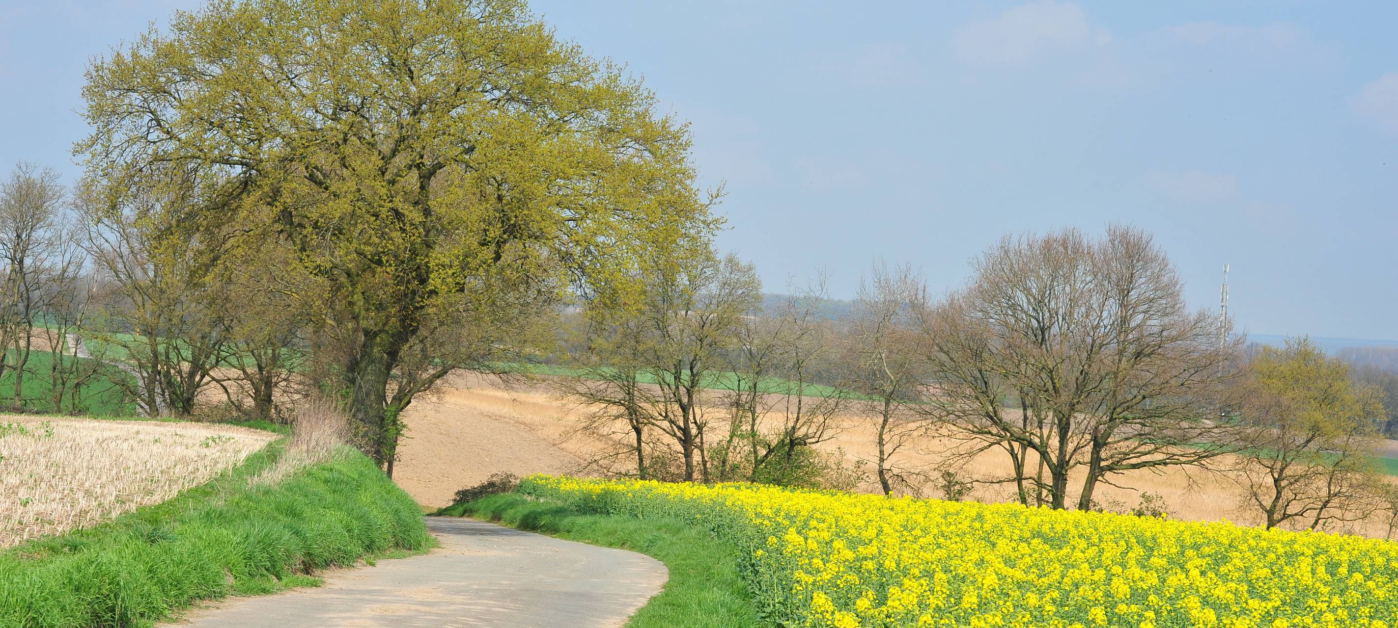 Kreis: Golddorf Schaephuysen - Bronze für Louisendorf